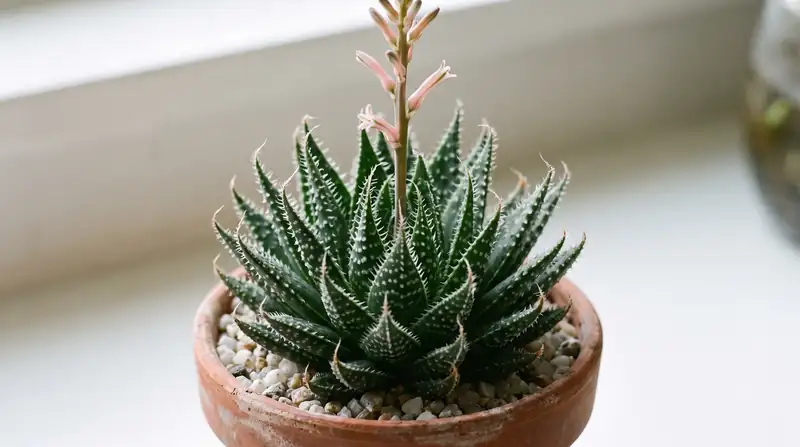 Piccole rosette di Aloe haworthioides verde scuro con margini orlati di peli bianchi morbidi
